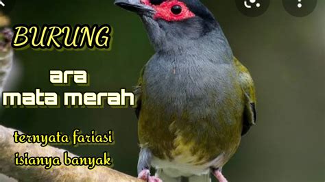 BURUNG ARA MATA MERAH Langka Suaranya MANTAB Burung Kicaumania