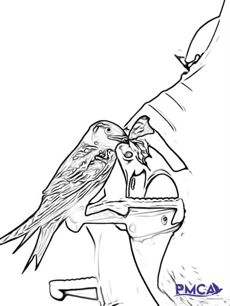 Https Purplemartin Org Purple Martin Gourds Coloring Pages