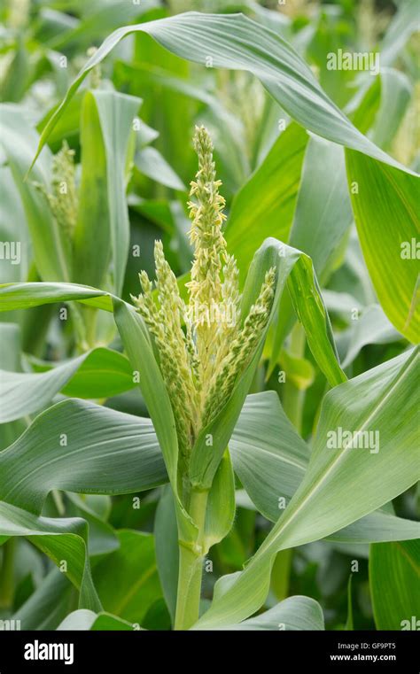 Male And Female Parts Of Corn