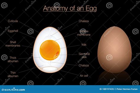 Egg Anatomy Structure Diagram Chart Names Stock Vector - Illustration ...