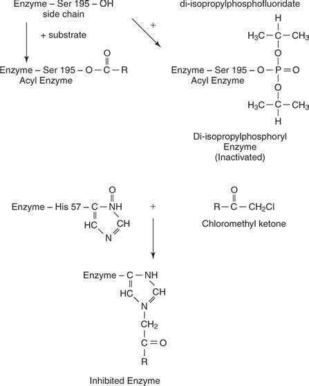 Chymotrypsin An Enzyme At Work