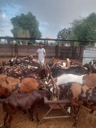 Brown Sirohi Goat Breed at Rs 250/kg in Nagaur | ID: 23686817297