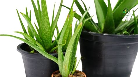 How to Take Best Care of Aloe Vera: Expert Tips — Plants in the Room