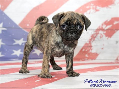 The Rare And Elusive Brindle Pug Puppies For Sale At Petland Petland