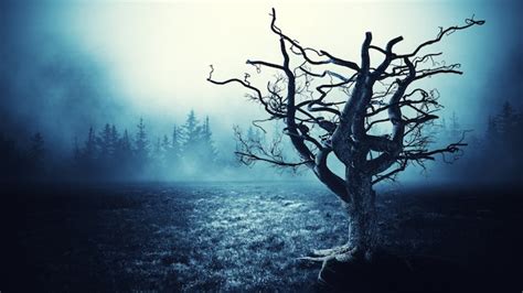 Spooky Baum Nacht Hintergrund Premium Foto