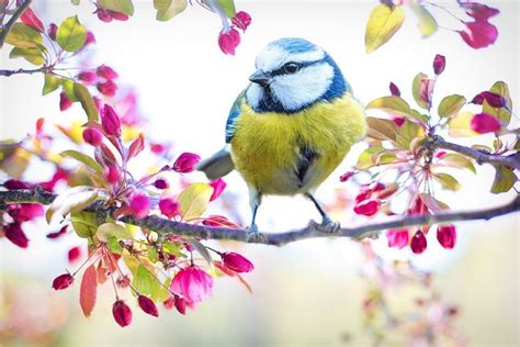 5,000+ Free Spring Bird & Spring Images - Pixabay