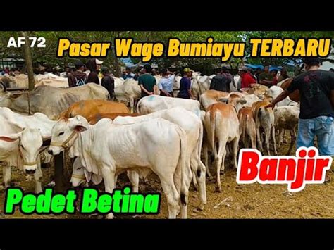 Harga Sapi Pedetan Betina Terbaru Di Pasar Wage Bumiayu Hari Ini Youtube