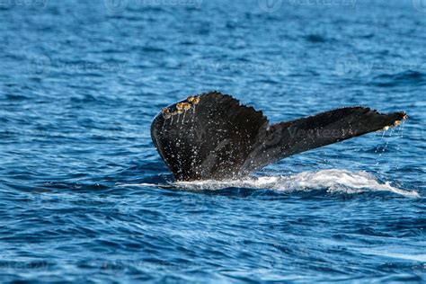 humpback whale tail 17367422 Stock Photo at Vecteezy