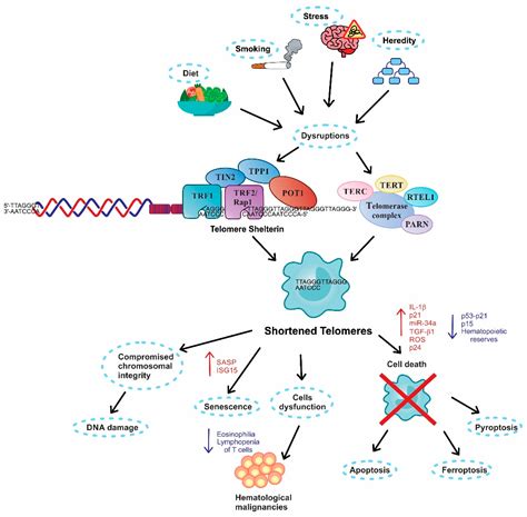 Ijms Free Full Text Telomere Shortening And Its Association With