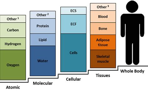 Measurement Toolkit - Introduction to Anthropometry & Body Composition