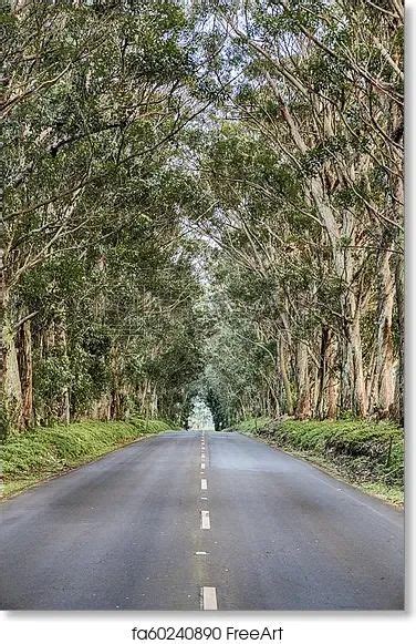 Free Art Print Of Tree Tunnel Of Kauai Tree Tunnel Free Art Prints