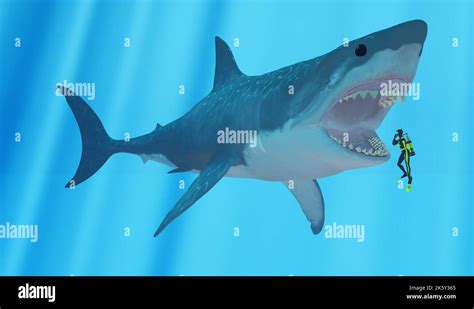 Megalodon Shark Vs Great White Shark