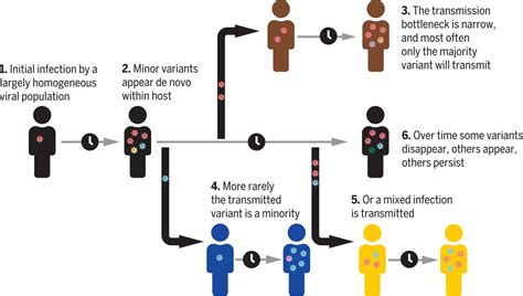 Sars Cov Within Host Diversity And Transmission Science