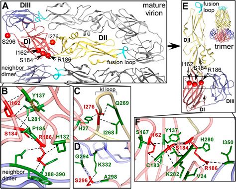 Atomic Level Functional Model Of Dengue Virus Envelope Protein