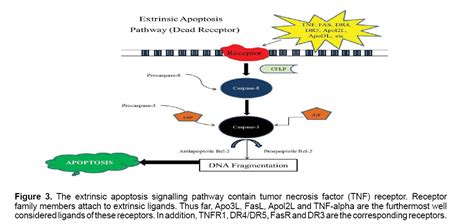 Omega C Nf Kb Omega Fatty Acids And Vitamin C Inhibits Nf