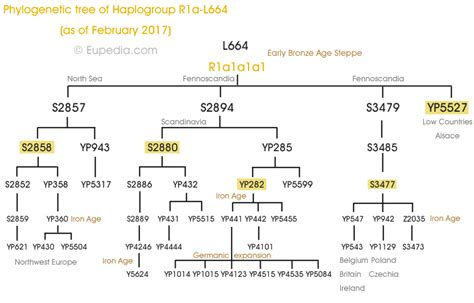 Phylogenetic Trees Of Y Chromosomal Haplogroups Eupedia