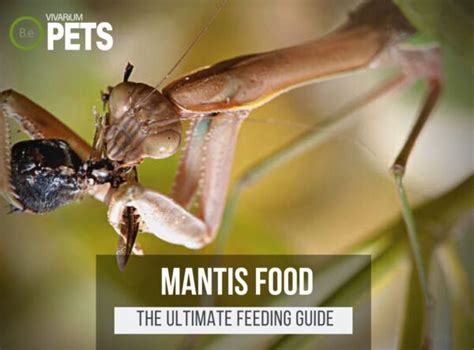 What Do Mantises Eat? | Best Mantis Food & Feeding Guide!