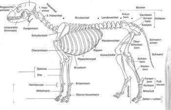 Hundeskelett In Bild Und Video Erkl Rt Guter Hund De