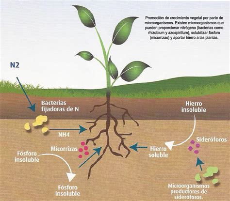 ciclo Desacuerdo cola ciclo del nitrogeno fertilizantes seno Drástico