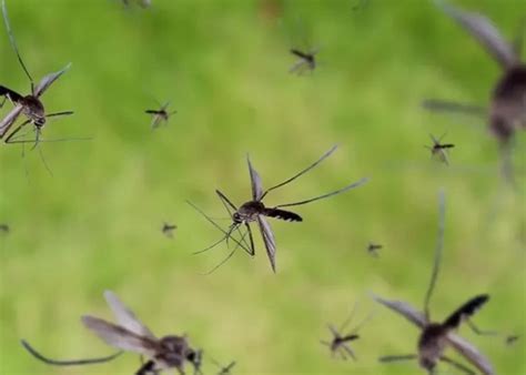 Invasión de mosquitos llegó Kiyú en el departamento de San José qué