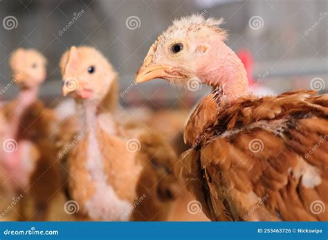 Portrait Red Bare Naked Neck Pullet Chicken Poultry Factory Production