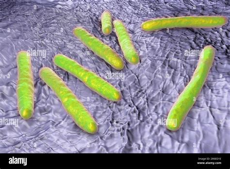 Tuberculosis Bacteria Computer Artwork Of Mycobacterium Tuberculosis