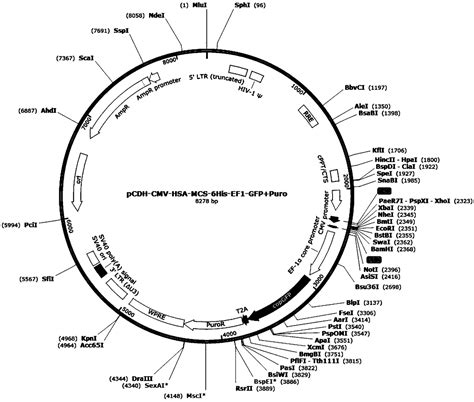 Recombinant Lentiviral Vector As Well As Recombinant Lentivirus And