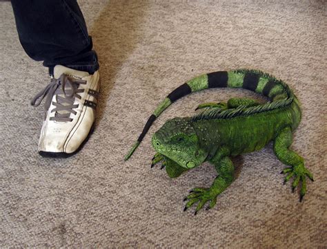 Iguana size by DannArte on DeviantArt