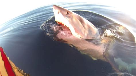 SA shark encounter: Fisherman’s unexpected guest on Yorke Peninsula