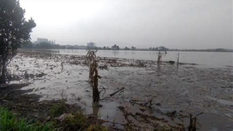 Banjir Mulai Surut Belasan Hektare Ladang Sawah Di Jombang Masih