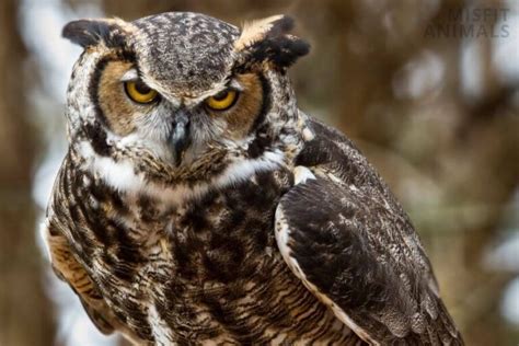 Great Horned Owl Facts Identification Size Habitat And More