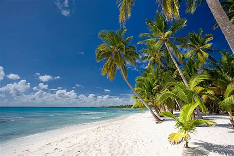 Saona Island Stock Photos, Pictures & Royalty-Free Images - iStock