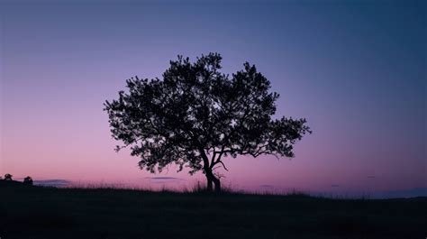 sunset silhouette tree, tree at dusk, lone tree silhouette, twilight ...