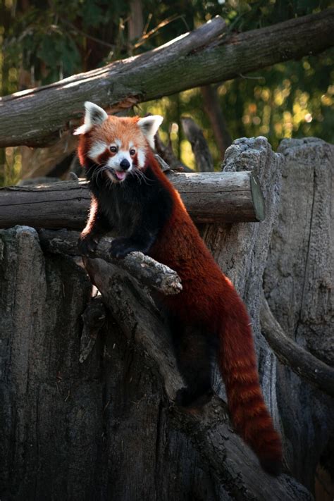 300 Best Names for Red Panda - Name Generator & Ideas - FluentSlang