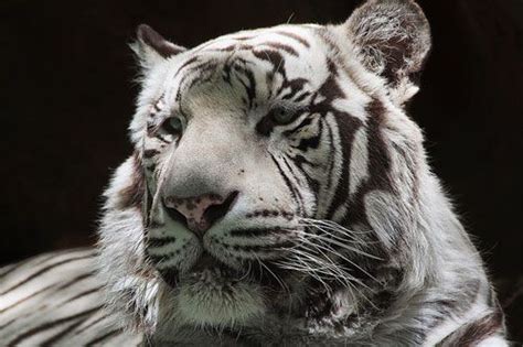 A White Tiger Laying Down With Its Eyes Closed And His Head Turned To