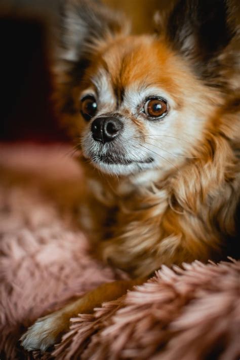 a small brown dog laying on top of a pink bed covered in fluffy blanketing