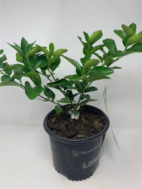 lime tree persian 1