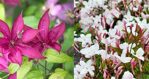 Tout Savoir Sur Les Plantes Grimpantes Avec Arnaud Travers