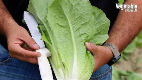 Concentrus Rz Romaine Lettuce From Rijk Zwaan Usa Vegetable Seed