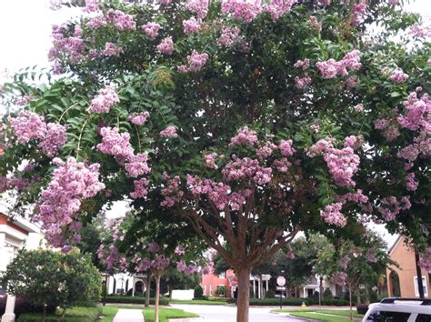 Victoria Park Deland Florida Victoria Park Florida Scenery