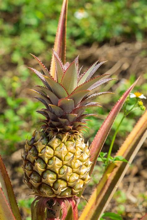 Fresh Tropical Pineapple On The Tree In Farm Stock Photo Image Of