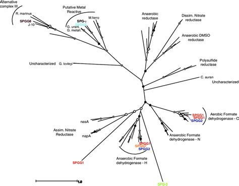 Maximum Likelihood Phylogenetic Tree Generated Using PHYML Based On