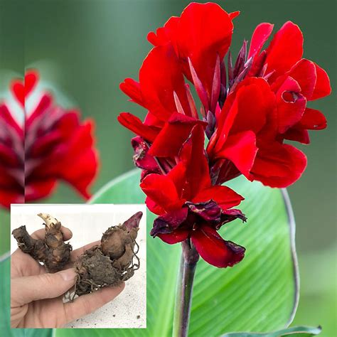 Live Canna Lily Bulbs Exotic Tropical Plant Red Flowers Large Green Leaf flowering, Fast Growing ...