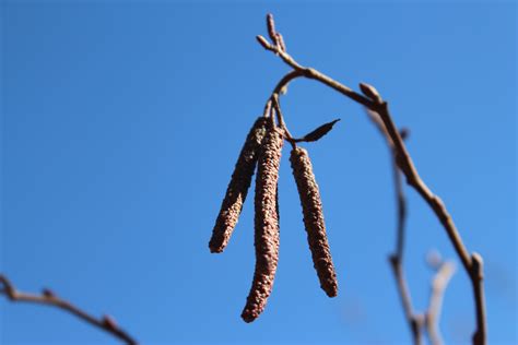 Free Images Tree Nature Branch Winter Leaf Flower Frost Twig