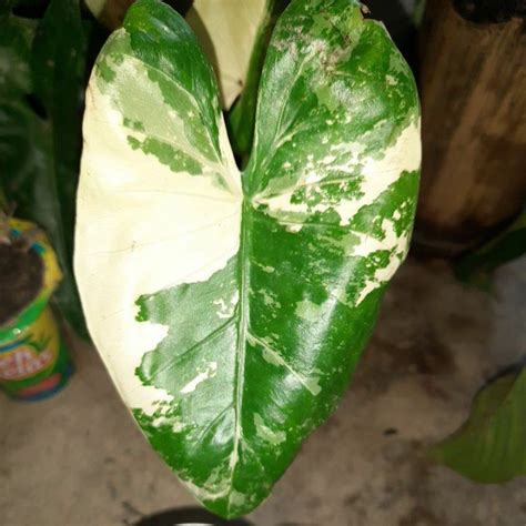 Jual TANAMAN HIAS SENTE VARIGATA ALOCASIA MACRORRHIZA VARIGATA