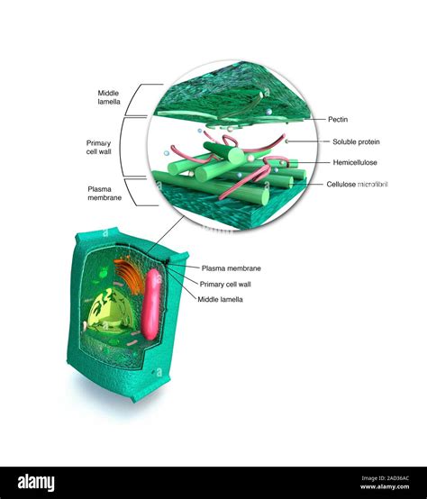 Eukaryotic Cell Structure Cutaway Computer Illustration Showing The