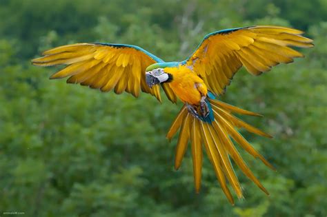 Parrots: How do parrots adapt to the rainforest