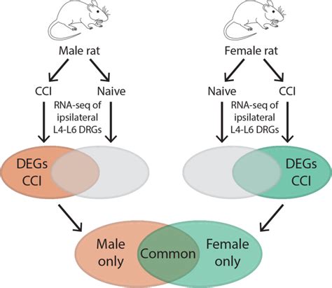 Sex Differences In Gene Regulation In The Dorsal Root Ganglion After