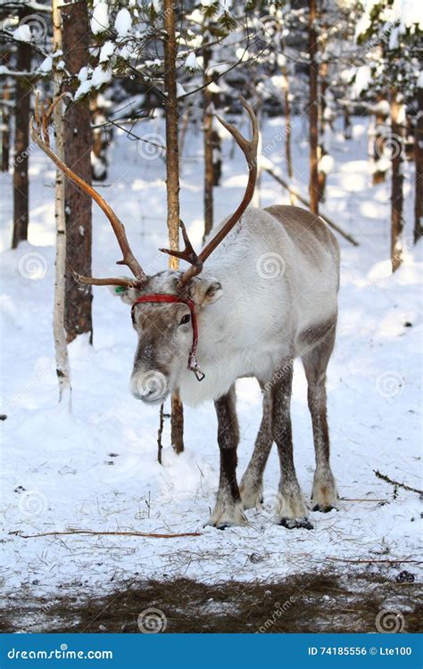 Reindeer In The Snow Stock Photo Image Of Pole Standing 74185556