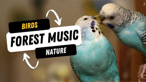 Nature Sound • Forest Birds Chirping • Relaxing Music Of Nature For